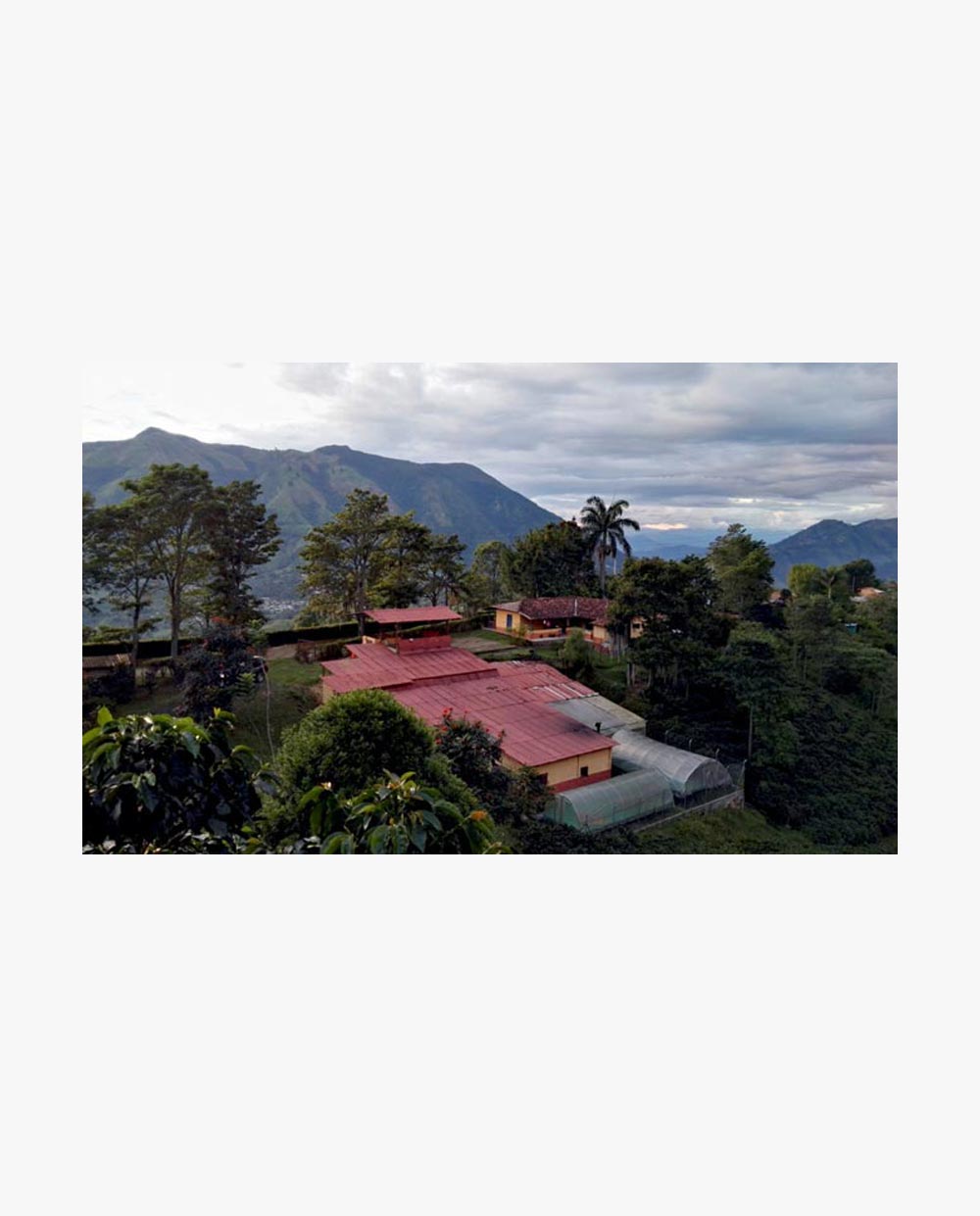 Kolombiya Finca Veracruz